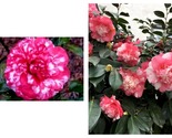 Faith Variegated Camellia Japonica Live Starter Plant - £36.91 GBP