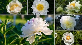 Chinese Peony Mixed 4 Types Fully White Double Petals Flowers, Light Fragrant Bi - £8.76 GBP