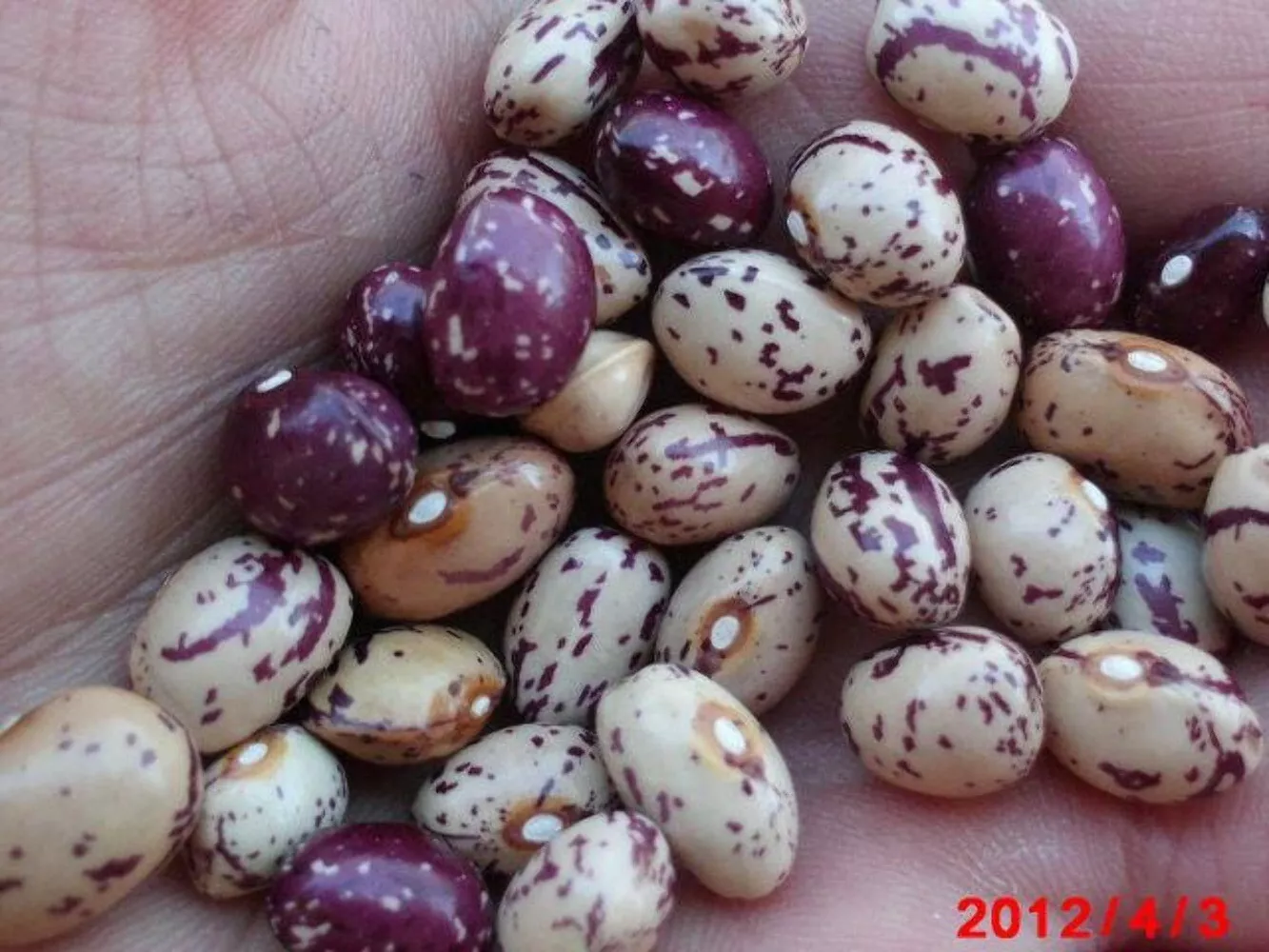 50 Cranberry Bean French Horticulture Bortolli Roman Phaseolus Vegetable Seeds U - £8.18 GBP