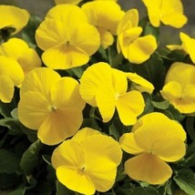 Pansy Seeds Yellow Pansy Flower Seed 2000 Seeds Fresh USA Fast Shipping ... - $18.99