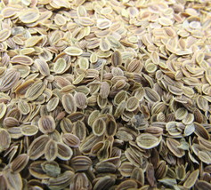 Dill Seed Whole 1/4 oz Culinary Herb Spice Flavoring Cooking Baking US S... - $0.98