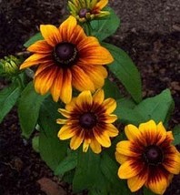 Gloriosa Daisy- 200 Seeds Fresh Garden Usa Seller - £5.52 GBP