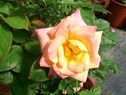 Jacob&#39;s Robe Yellow Pink Red Climber Rose 1 Gal Plants Large Double Bloo... - $33.90