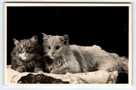 2 Cats Kittens RPPC Real Photo Postcard Vintage  Amsterdam A Vigevano Cute - £23.86 GBP
