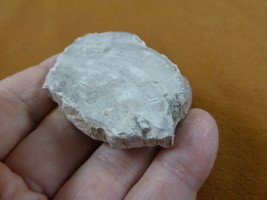 R805-35) genuine fossil Petrified Wood slice specimen Madagascar organic... - $14.95