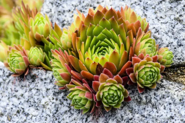 50 Mountain Houseleek Hens &amp; Chicks Sempervivum Montanum Green Red Pink Seeds Ga - $8.50