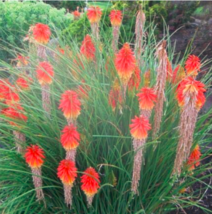 Garden 20 pcs/lot Kniphofia Flower red hot pokers-Plants Flower Home Garden FRES - £5.25 GBP