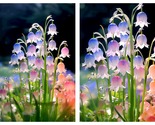 Colorful lily of the valley 100 Seeds International Shipping - $45.93