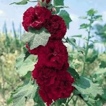 USA Seller 30 Maroon Double Hollyhock Alcea Rosea Perennial Flower Seeds Fast Sh - £17.12 GBP