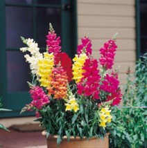 2000 Baby Snapdragon Toadflax Linaria Maroccana Flower Seeds From US  - $8.35