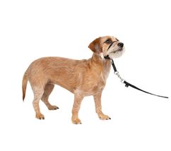 Gentle Head Collar Dog Training Leader Anti Pull Walking Choose Size (La... - £35.14 GBP+