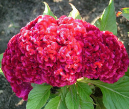 Cockscomb Carmine Dwarf Celosia Cristata Nana Jessica 200 Bulk Seeds Garden Beau - $55.98