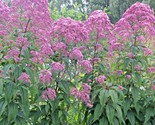 200 Seeds Sweet Joe Pye Weed Flower Seeds Fragrant Native Wildflower Pol... - $8.99