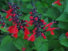 RAFHSTORE 40 Hummingbird Forest Fire Salvia Flower Seeds Perennial Drought Toler - £8.68 GBP