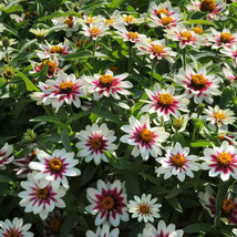 100 Zahara Starlight Rose Zinnia Seeds US Seller Fast Shipping - $5.48