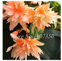 50  pcs/Bag Bonsai Mixed Rieger Begonias Beautiful Bonsai Multi-Flap Flower Deco - £6.66 GBP