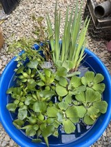 MEGA Koi Pond Combo 25 Plants Water Hyacinth Lettuce Iris Chameleon Cele... - $112.00