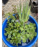MEGA Koi Pond Combo 25 Plants Water Hyacinth Lettuce Iris Chameleon Cele... - €96,60 EUR