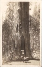 Sequoia Park California General Sherman Redwood Tree and Horse Postcard Y12 - £5.42 GBP