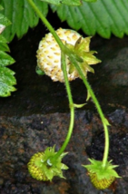 Seed - White Alpine Strawberry (500 Seeds) - £14.46 GBP