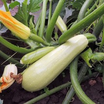 New Fresh Lebanese White Bush Squash White Marrow Summer Squash Organic - $4.50