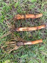 6 Cattail Plant TUBERS &amp; 1 Live Plant - FREE SHIPPING - £15.07 GBP