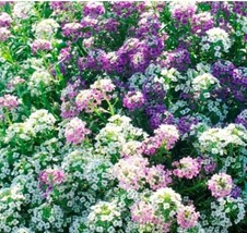 Jstore 1000 Seeds Non-GMO Alyssum Magic Circle Mix Trailing Groundcover Pink Pur - £7.55 GBP