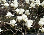 Magnolia Denudata 10 Seeds, Fragrant  Yulan Jade  Tree Shrub/Ts - $6.58