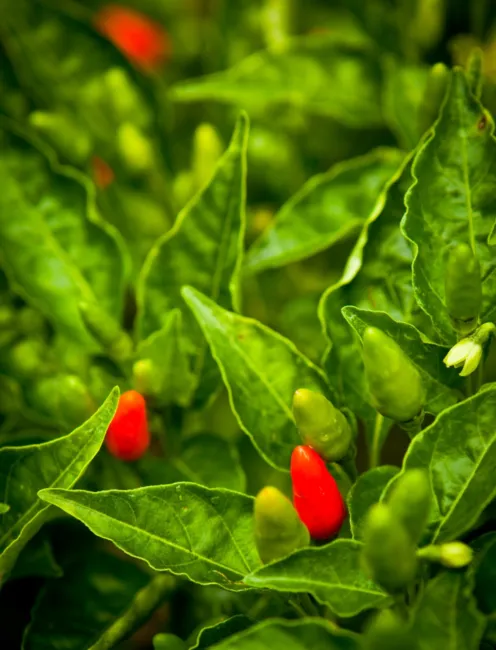 Pepper Birds Eye Chili (Thai Hot) Heirloom Seeds Culinary 30 Seeds Fresh Garden - £11.17 GBP