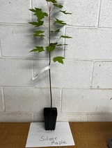 Silver Maple qt pot (Acer saccharinum) image 4
