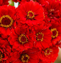 FA Store 100 Seeds Zinnia Cherry Queen Red Scarlet Blooms Cut Flowers Hummingbir - £7.91 GBP