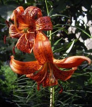 VC Lilium Davidii Turk&#39;S Cap Lily David&#39;S Lily 5 Seeds Easy Grow - $23.08