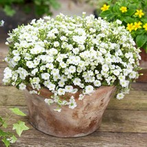 Arenaria Montana Seeds Ground Cover Plant Seed 2000 Seeds Fresh USA Fast Shippin - $18.99