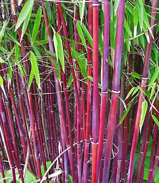 New Fresh 50 Siergras Bamboo Seeds Privacy Clumping Seed Flower - $14.98