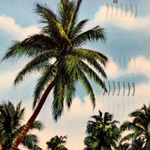 Miami Florida Vintage Postcard Linen Tropical Palm Bordered Lane 1949 - £7.87 GBP