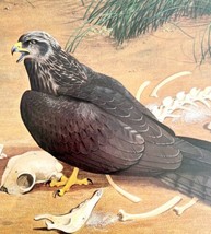 Black Kite Art Print Color Plate Birds Of Prey Vintage Nature 1979 DWT11C - £27.52 GBP