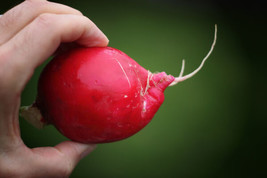 500 Champion Radish Sweet Scarlet Red Raphanus Sativus Root Vegetable Seeds - £13.58 GBP