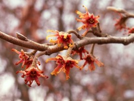 15 Seeds Vernal Witch Hazel Hamamelis Vernalis Heirloom Seeds Quick Grow Lush Ga - £6.58 GBP