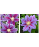 Barbara Jackman Clematis Blooming Flowers Vine Starter Plant - $112.13 CAD