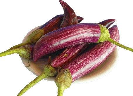 Eggplant tigrana seeds - code 024 Item image 2