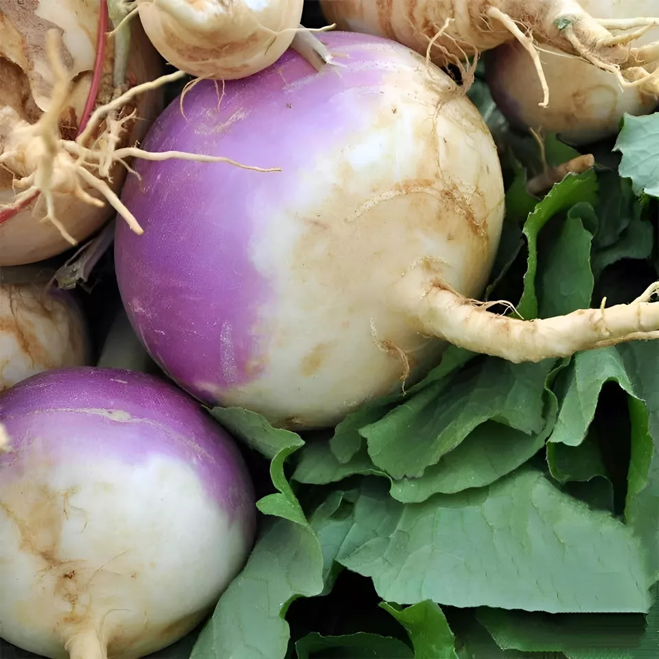 Semilir 300 Purple Top White Globe Turnip Seeds Non-Gmo Vegetable Suppliers - £7.39 GBP