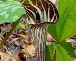 Sale 5 Seeds Jack In The Pulpit Arisaema Triphyllum Shade Flower  USA - $9.90