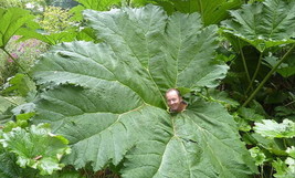 Fresh Dinosaur Gunnera 20 Seeds Worlds Largest S US Seller - $19.98