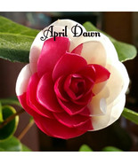 April Dawn Bicolor Bloom Camellia Japonica Live Starter Plant Beautiful ... - $34.00