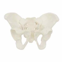 Female Pelvis Model Plastic Life Size Flexible Anatomy Midwife Science E... - £23.49 GBP