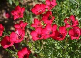 Scarlet Flax Seeds Linum Beautiful Red Flowers Heat Tolerant  - £2.37 GBP