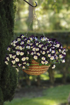 Simple Pack 5 seed  Pansy Trailing Winter ing Cool Wave Violet Wing - £6.85 GBP