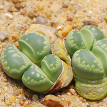 SL 100Pcs Lithops Otzeniana C128A Succulents Garden Plants - Seeds - £5.49 GBP