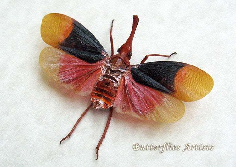 Blood Red Real Lanternfly Pyrops Detanii Framed Entomology Collectible S... - $52.99