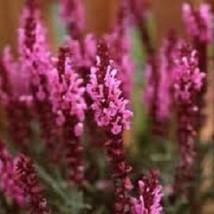 40 Rose Queen Salvia Perennial Flower Seeds US Seller Fast Shipping - £7.40 GBP